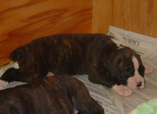 Brindle Male