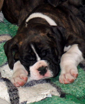 Brindle Male