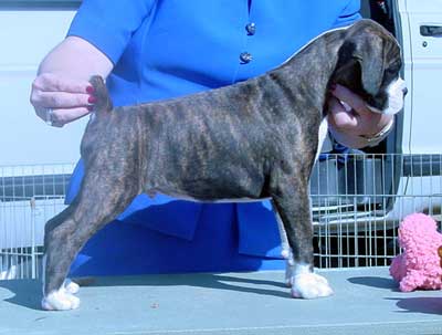 Brindle Male