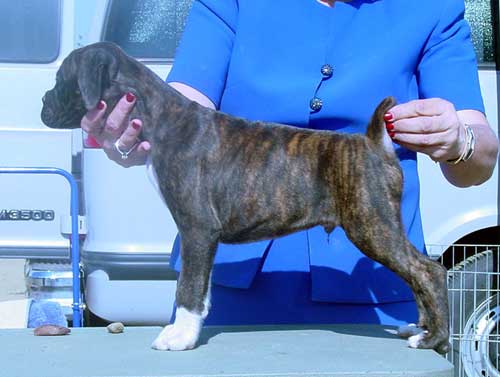 Brindle Male