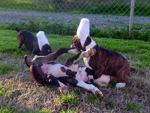 Gable, Dax, & Voight