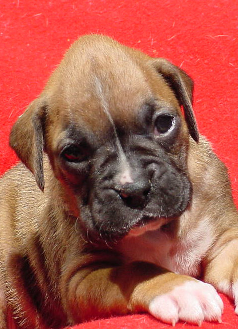 Fawn Female