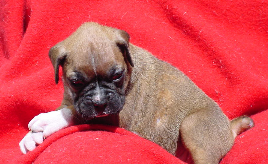 Fawn Female