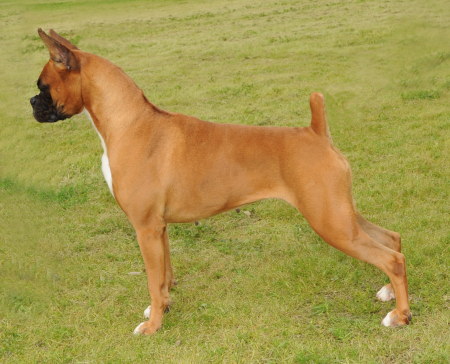Kira