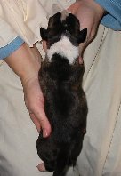 Brindle Female