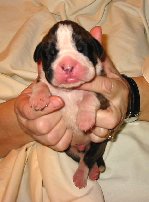 Brindle Male