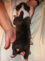 Brindle Male