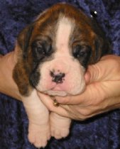 Brindle Male