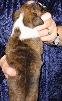 Brindle Male