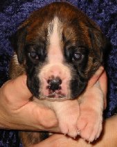 Brindle Male