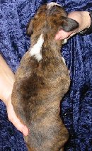 Brindle Male