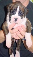 Brindle Female