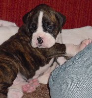 Brindle Female