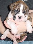 Brindle Male