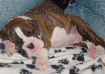 Brindle Male