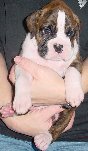 Brindle Male