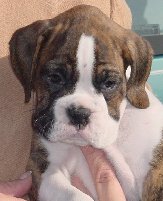 Brindle Male