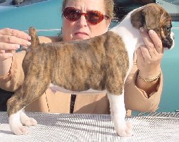 Brindle Male