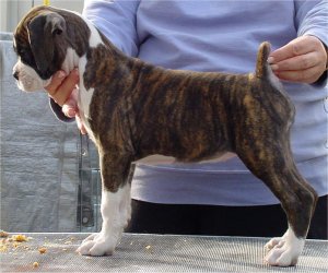 Brindle Female