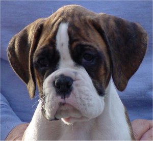 Brindle Male
