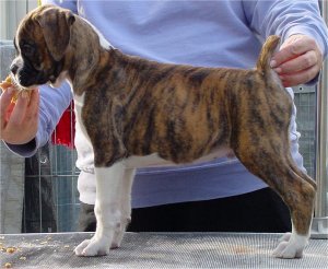 Brindle Male