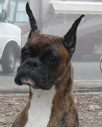 Maggie