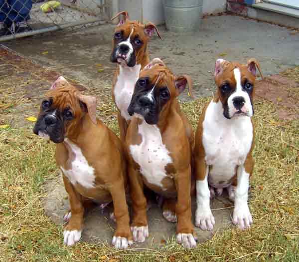 Chianti's Litter