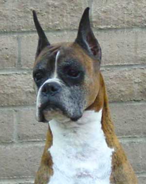 Atticus