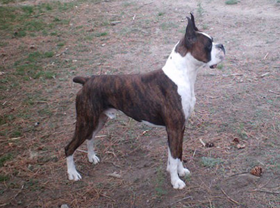 Brindle Male