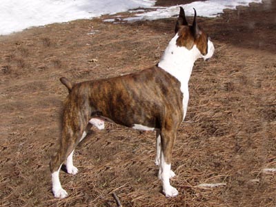 Brindle Male